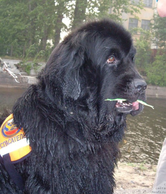 Фото: ньюфаундленд Larinkallion Oinen Kulkia