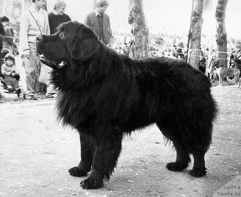 Фото: ньюфаундленд Truli-Greyt Ir Far (Трули-Грейт Ир Фар)