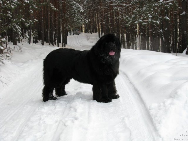 Фото: ньюфаундленд Ivan Tsarevich iz Tihogo Omuta (Иван Царевич из Тихого Омута)