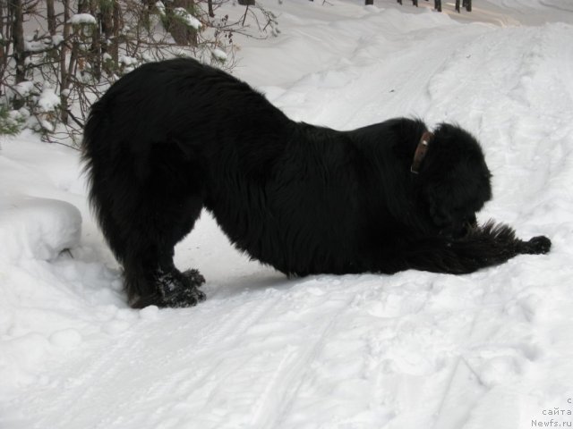 Фото: ньюфаундленд Ivan Tsarevich iz Tihogo Omuta (Иван Царевич из Тихого Омута)