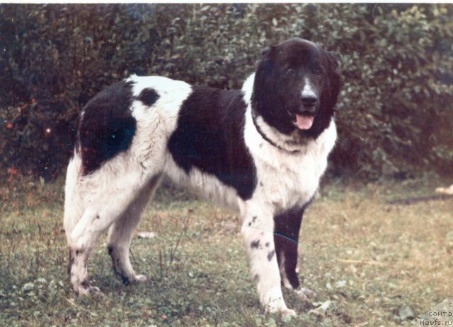 Фото: ньюфаундленд Varvara (Варвара)