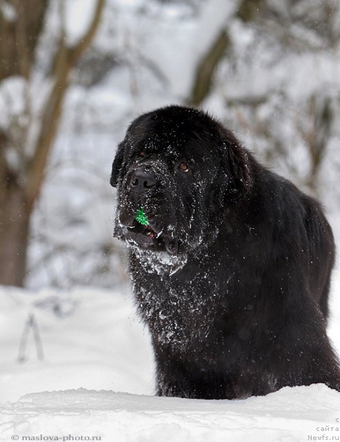 Фото: ньюфаундленд Pchiolkin Dom Veniamin (Пчёлкин Дом Вениамин)