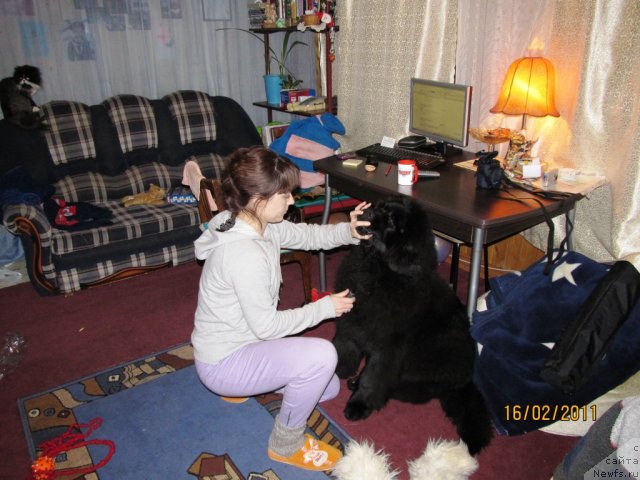 Фото: ньюфаундленд Ih Vyisochestvo Vladlena Madjiks (Их Высочество Владлена Маджикс), Irina Nistratova (Ирина Нистратова)