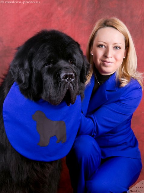 Фото: ньюфаундленд Pchiolkin Dom Veniamin (Пчёлкин Дом Вениамин)