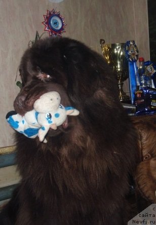 Фото: ньюфаундленд Super Premium Brabus (Супер Премиум Брабус)