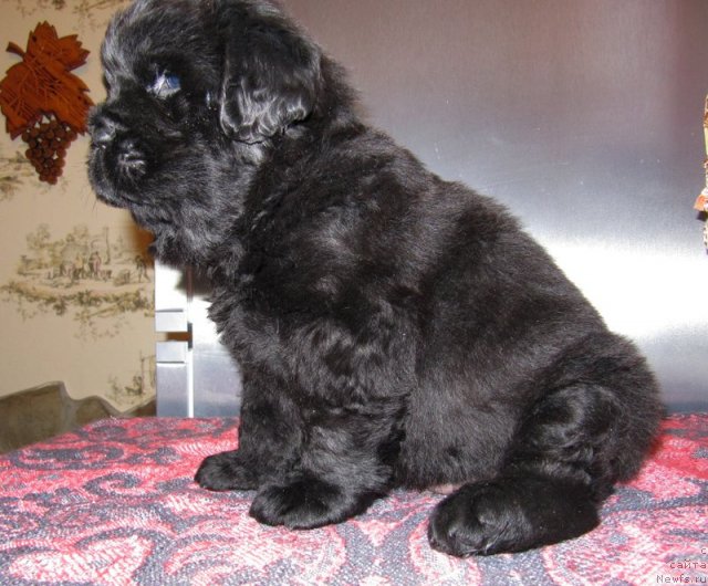 Фотография № 59465