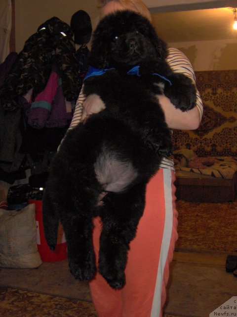 Фото: ньюфаундленд Plushevaya Panda Vanessa Mey (Плюшевая Панда Ванесса Мэй)