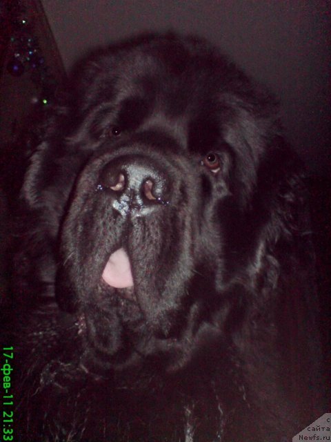 Фото: ньюфаундленд Uyutnaya Dolina Andros Grif (Уютная Долина Андрос Гриф), ньюфаундленд Uyutnaya Dolina Andros Grif (Уютная Долина Андрос Гриф)