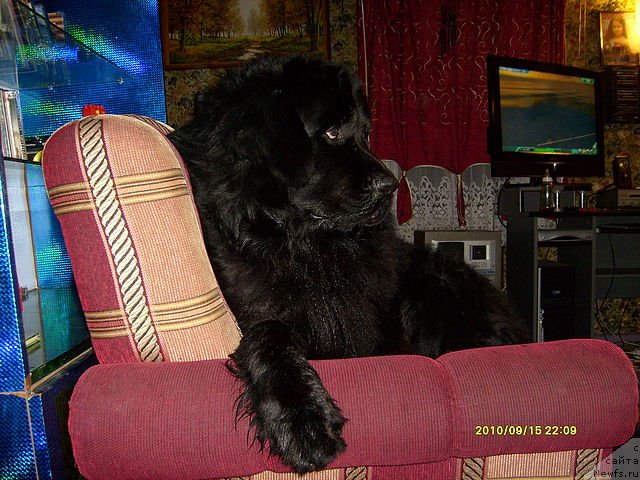 Фото: ньюфаундленд Laskun Lunnyiy Poceluy (Ласкун Лунный Поцелуй)