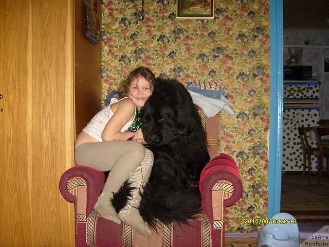 Фото: ньюфаундленд Laskun Lunnyiy Poceluy (Ласкун Лунный Поцелуй)