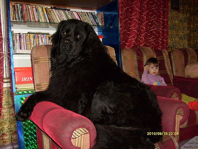 Фото: ньюфаундленд Laskun Lunnyiy Poceluy (Ласкун Лунный Поцелуй)