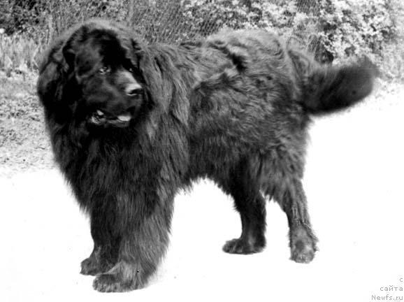 Фото: ньюфаундленд Floko Tango (Флоко Танго)