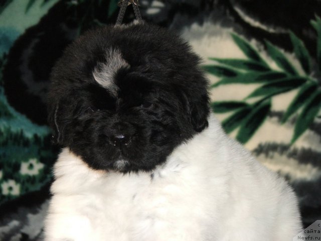 Фото: ньюфаундленд Plushevaya Panda Tajna Monrepo (Плюшевая Панда Тайна Монрепо)