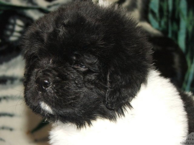 Фото: ньюфаундленд Plushevaya Panda Todes (Плюшевая Панда Тодес)