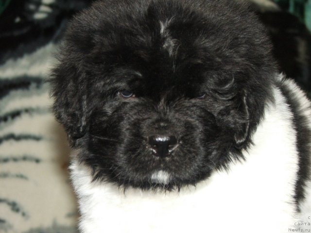 Фото: ньюфаундленд Plushevaya Panda Todes (Плюшевая Панда Тодес)