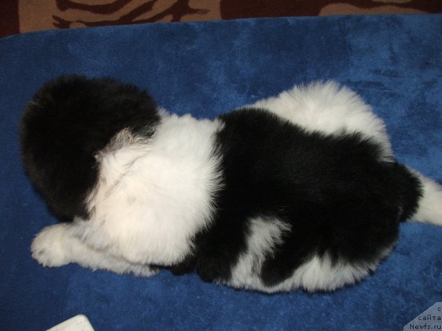 Фото: ньюфаундленд Plushevaya Panda Todes (Плюшевая Панда Тодес)