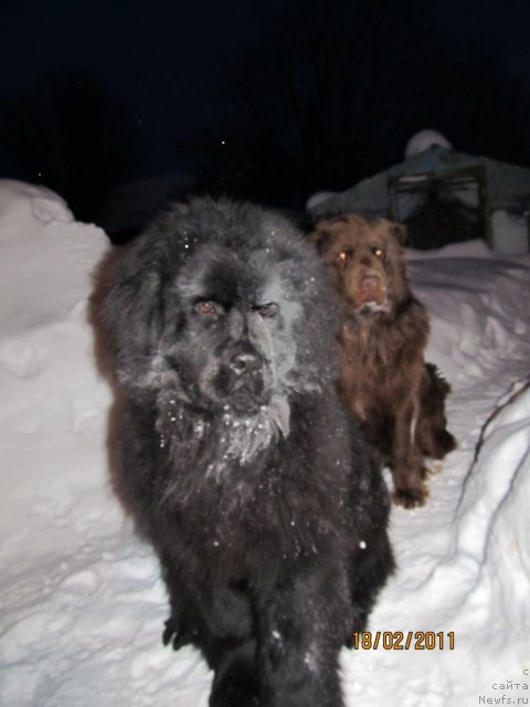 Фото: ньюфаундленд Ih Vyisochestvo Vladlena Madjiks (Их Высочество Владлена Маджикс)