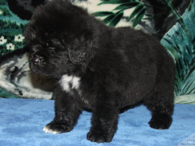 Фото: ньюфаундленд Plushevaya Panda Tango Dlja Tebja (Плюшевая Панда Танго для тебя)