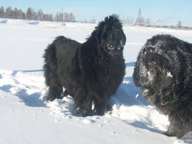 Фото: ньюфаундленд Karat iz Medvejyego Yara (Карат из Медвежьего Яра), ньюфаундленд Yarada iz Sibirskoy Glubinki (Ярада из Сибирской Глубинки)