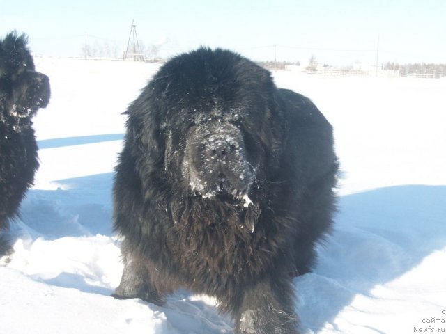 Фото: ньюфаундленд Karat iz Medvejyego Yara (Карат из Медвежьего Яра)