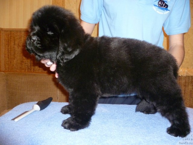 Фото: ньюфаундленд Uyutnaya Dolina B'yutiful Star Favorit (Уютная Долина Бьютифул Стар Фаворит)