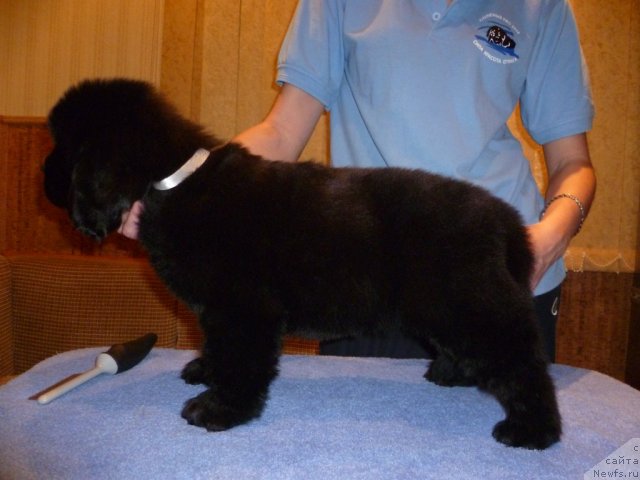 Фото: ньюфаундленд Uyutnaya Dolina B'yutiful Star Favorit (Уютная Долина Бьютифул Стар Фаворит)