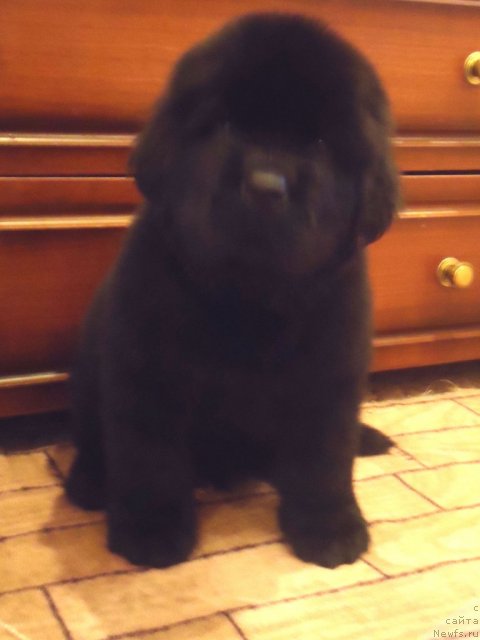 Фото: ньюфаундленд Uyutnaya Dolina Big Bar Of Gold (Уютная Долина Биг Бар Оф Голд)