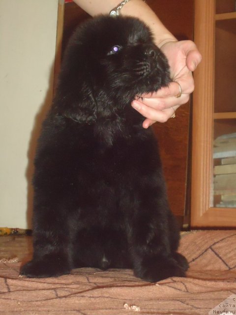 Фото: ньюфаундленд Uyutnaya Dolina Big Bar Of Gold (Уютная Долина Биг Бар Оф Голд)