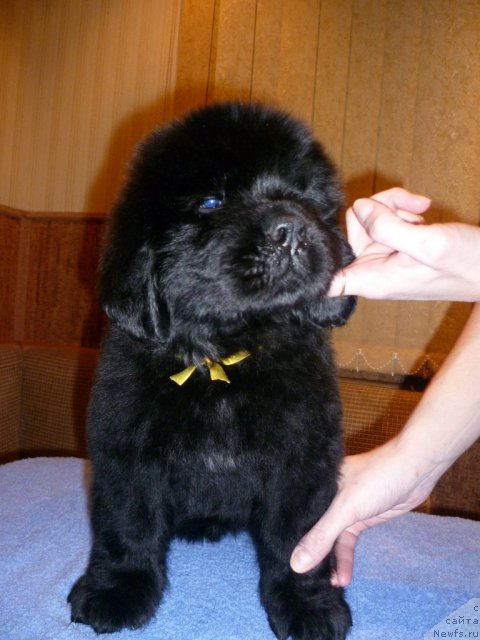 Фото: ньюфаундленд Uyutnaya Dolina Bliss of Layf (Уютная Долина Блисс оф Лайф)