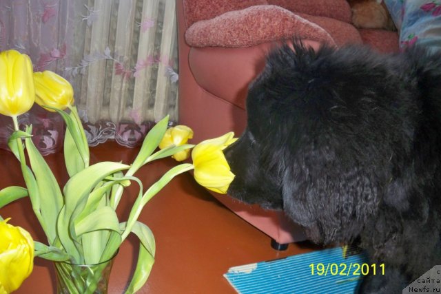 Фото: ньюфаундленд Smigar Volna Uspeha (Смигар Волна Успеха)