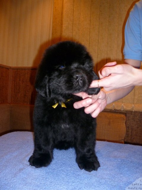 Фото: ньюфаундленд Uyutnaya Dolina Bliss of Layf (Уютная Долина Блисс оф Лайф)