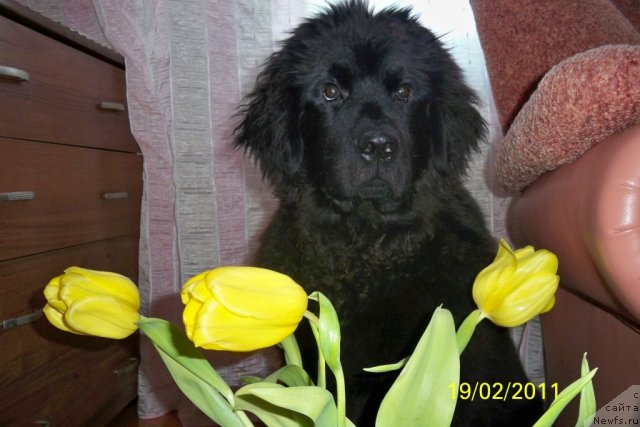 Фото: ньюфаундленд Smigar Volna Uspeha (Смигар Волна Успеха)