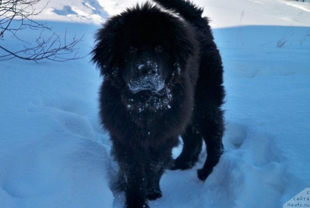 Фото: ньюфаундленд Smigar Volna Uspeha (Смигар Волна Успеха)