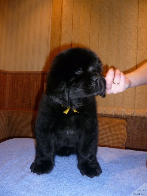 Фото: ньюфаундленд Uyutnaya Dolina Bliss of Layf (Уютная Долина Блисс оф Лайф)