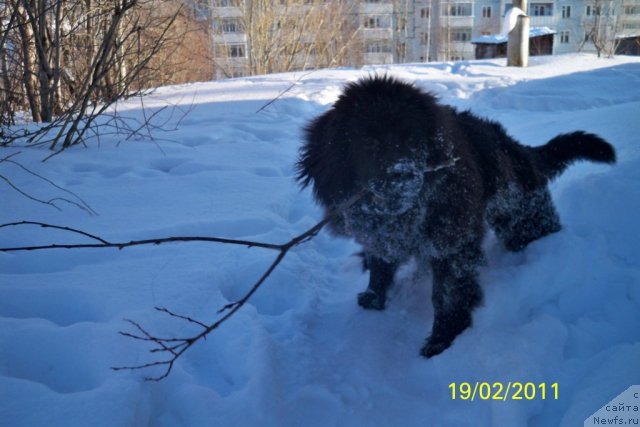 Фото: ньюфаундленд Smigar Volna Uspeha (Смигар Волна Успеха)