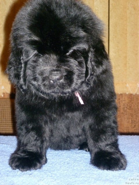 Фото: ньюфаундленд Uyutnaya Dolina Bassinda Glamur Lyeydi (Уютная Долина Бассинда Гламур Лэйди)