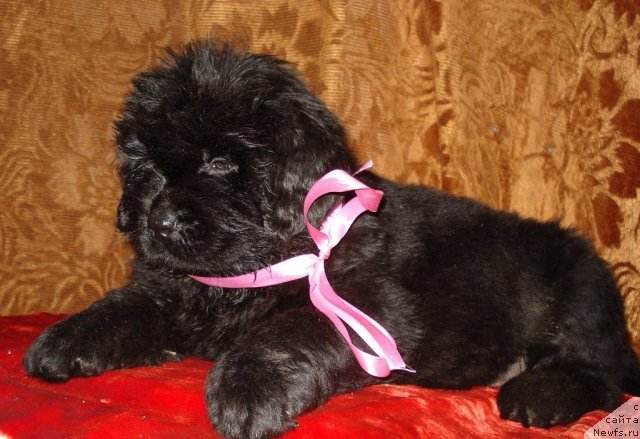 Фото: ньюфаундленд Ih Visochestvo Vilana Blum (Их Высочество Вилана Блум)