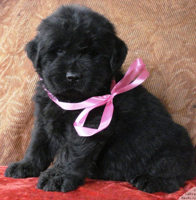 Фото: ньюфаундленд Ih Visochestvo Vilana Blum (Их Высочество Вилана Блум)