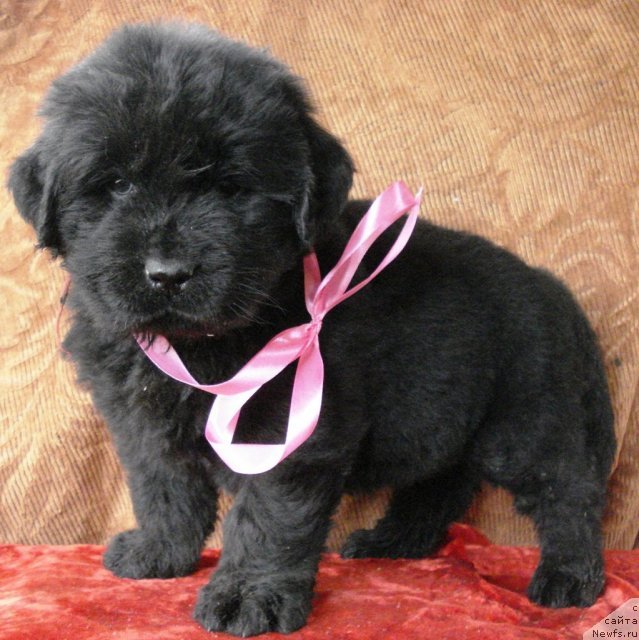 Фото: ньюфаундленд Ih Visochestvo Vilana Blum (Их Высочество Вилана Блум)