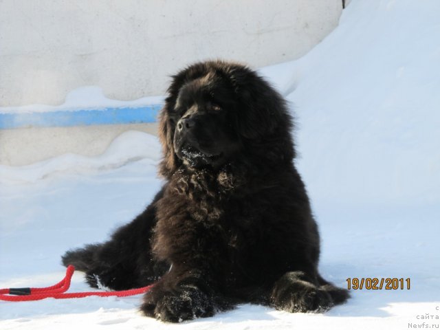 Фото: ньюфаундленд Ih Vyisochestvo Vladlena Madjiks (Их Высочество Владлена Маджикс)