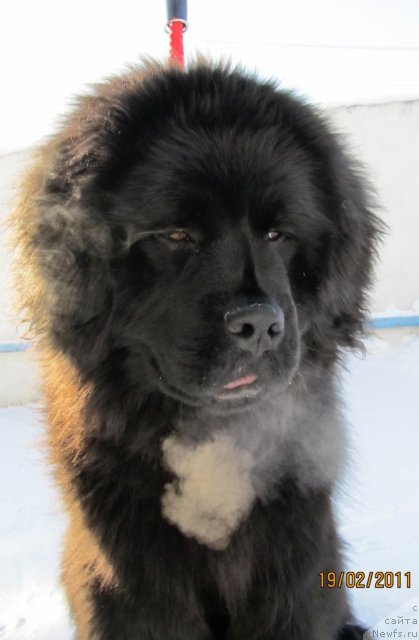 Фото: ньюфаундленд Ih Vyisochestvo Vladlena Madjiks (Их Высочество Владлена Маджикс)