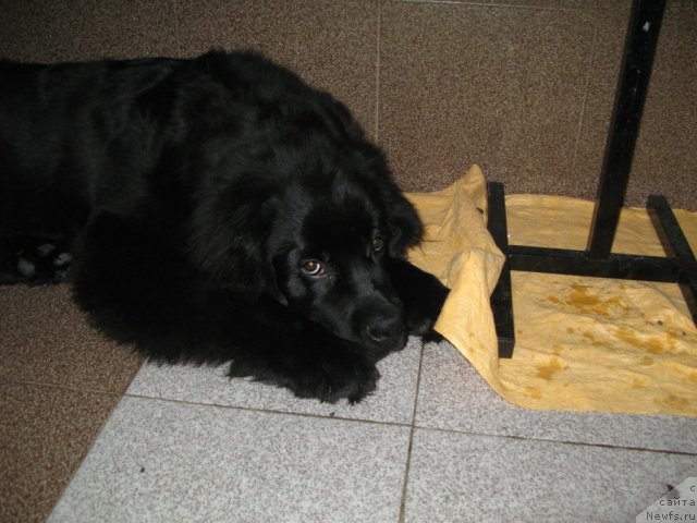 Фото: ньюфаундленд Smigar Vikki-SHer (Смигар Викки-Шер)