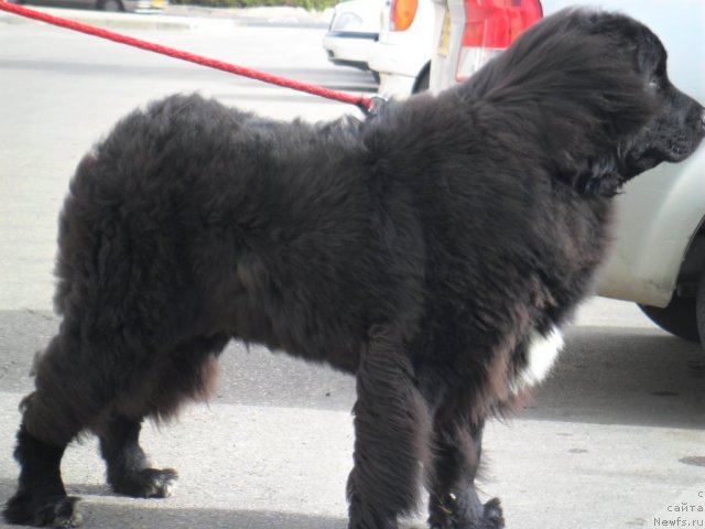 Фото: ньюфаундленд Pitern'yuf CHao-Kakao (Питерньюф Чао-Какао)