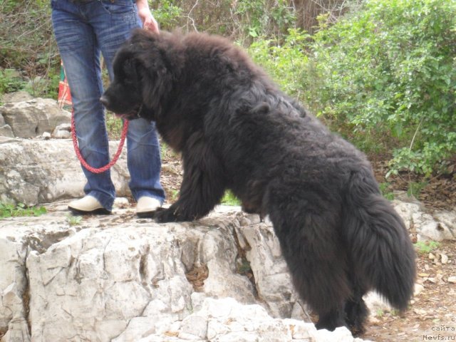 Фото: ньюфаундленд Pitern'yuf CHao-Kakao (Питерньюф Чао-Какао)