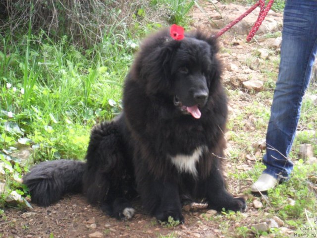 Фото: ньюфаундленд Pitern'yuf CHao-Kakao (Питерньюф Чао-Какао)