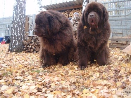 Фото: ньюфаундленд Newf Mermaid Denver, ньюфаундленд Super Premium Brabus (Супер Премиум Брабус)