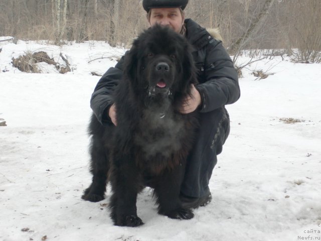 Фото: ньюфаундленд Super Premium Ameliya YEkshen (Супер Премиум Амелия Экшен)