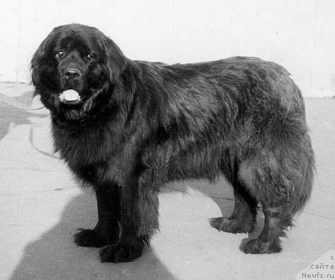 Фото: ньюфаундленд Hyelli Payrsan (Хэлли Пайрсан)