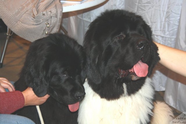 Фото: ньюфаундленд Super Premium Jani Monik (Супер Премиум Жани Моник), ньюфаундленд Super Premium Emu Net Ravnyih (Супер Премиум Ему Нет Равных)