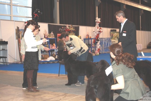 Фото: ньюфаундленд Super Premium Jani Monik (Супер Премиум Жани Моник)